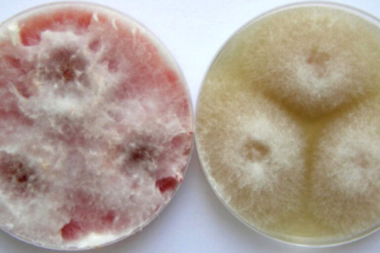 El FBI arrestó un agente chino que ingresó un arma biológica a EEUU