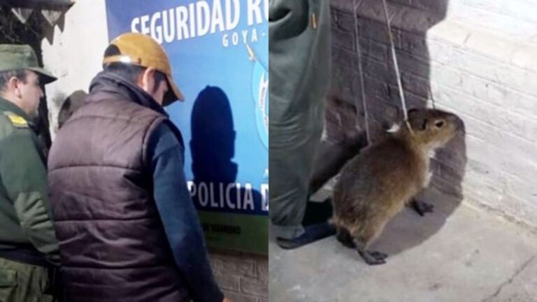 Corrientes: detienen a un hombre que quiso vender un carpincho bebé en redes sociales
